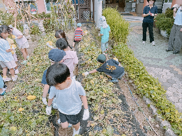 정덕 꿀참외 수확